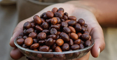 Cacao